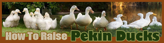 how to raise ducks FAQ