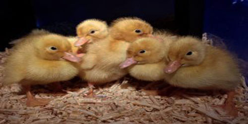 Raising Pekin Ducks Frequently Asked Questions