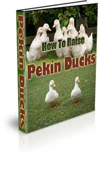 The How To Raise Pekin Ducks eBook