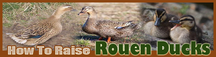 How To Raise Rouen Ducks