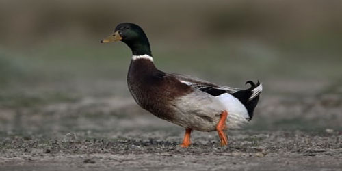 Raising Rouen Ducks Frequently Asked Questions