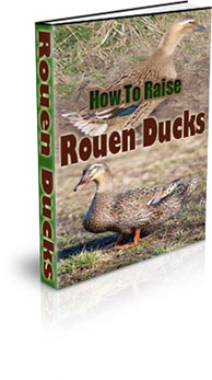 The How To Raise Rouen Ducks eBook