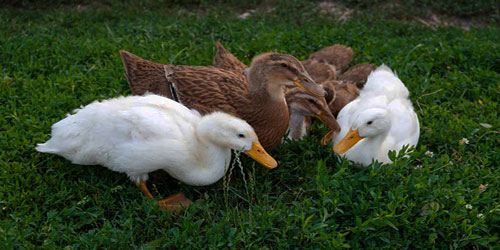 Small Scale Duck Farming Frequently Asked Questions