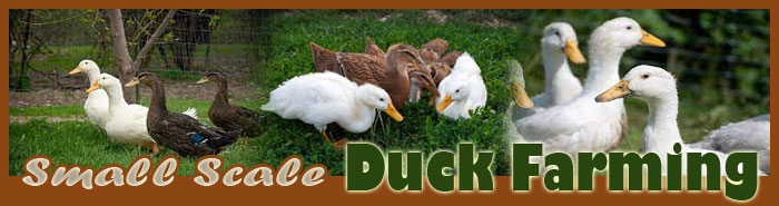 Small Scale Duck Farming