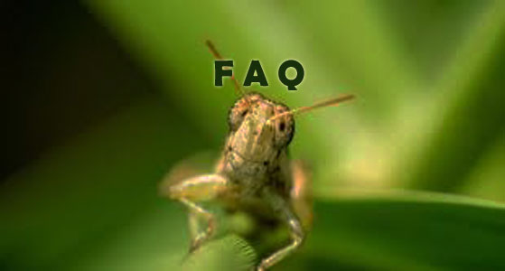 Raising Insects Frequently Asked Questions