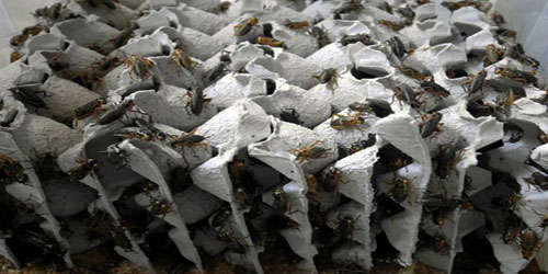 Insect Farming For Self Sufficiency Frequently Asked Questions