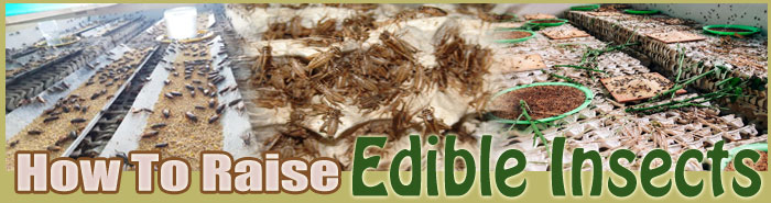 how to raise edible insects FAQ