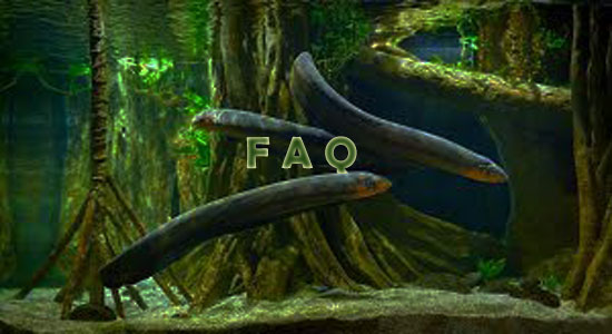 Raising Eel Frequently Asked Questions