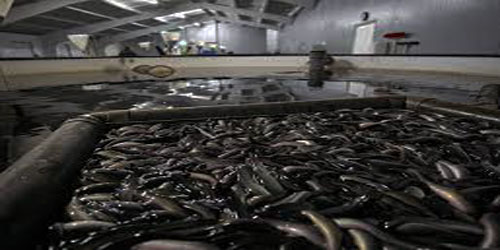 Eel Farming For Self Sufficiency Frequently Asked Questions