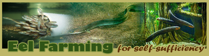 Eel Farming For Self Sufficiency