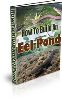 Build An Habitat Of An Eel