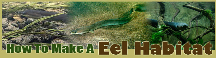 How To Make An Eel Habitat