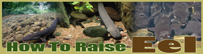 how to raise tlipia FAQ