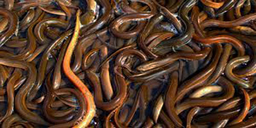 Small Scale Eel Farming Frequently Asked Questions