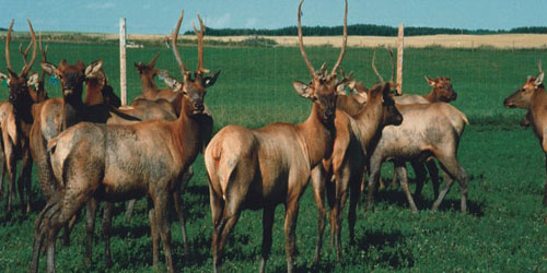 Elk Farming For Self Sufficiency Frequently Asked Questions