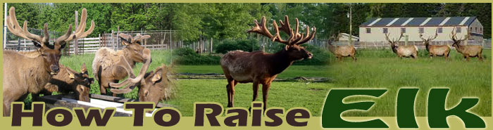 How To Raise Bison Sitemap