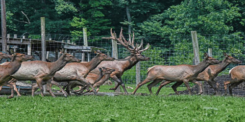Elk Farming For Self Sufficiency Frequently Asked Questions