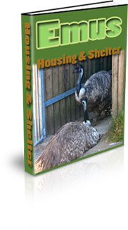 How Much Space Do Emus Need