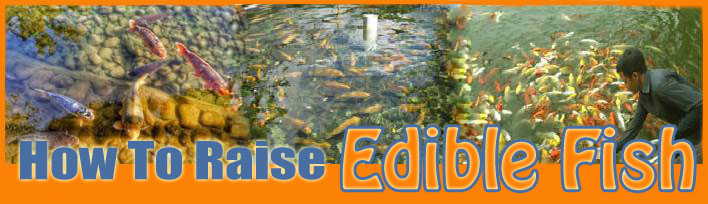 How To Raise Edible Fish