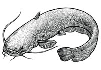 Raise Catfish