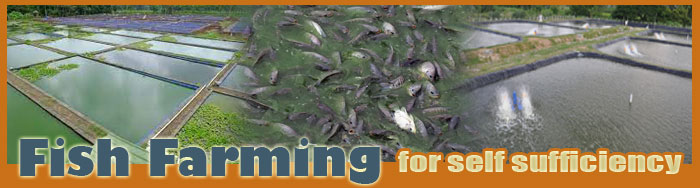 Fish Farming For Self Sufficiency