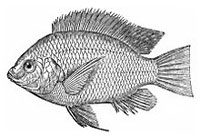 Raise Tilapia