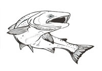 Raise Salmon