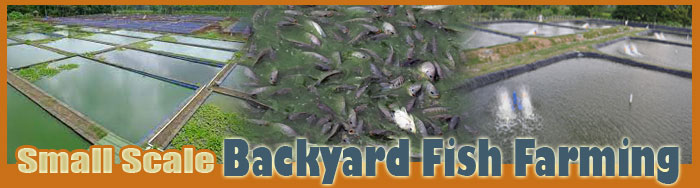 Small Scale Backyard Fish Farming