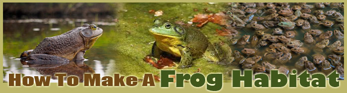 How To Make A Frog Habitat