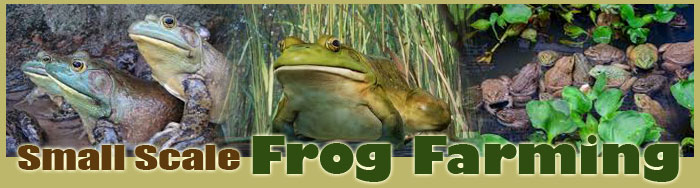 Small Scale Frogs Farming