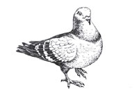 Raise Pigeons