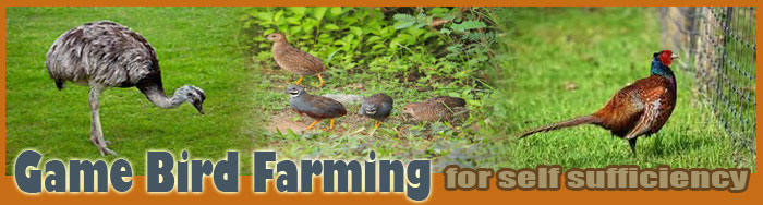 Gamebird Farming For Self Sufficiency