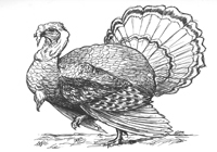 Raise Turkeys