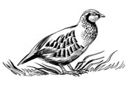 Raise Partridges