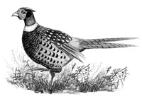 Raise Pheasants