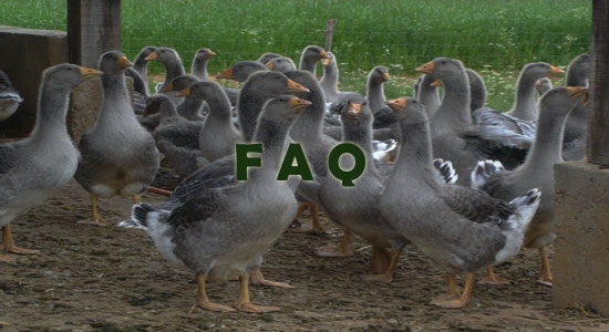 Raising Geese Frequently Asked Questions