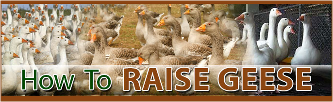 how to raise geese FAQ