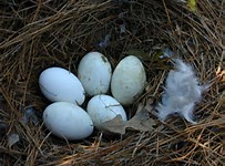 Geese Farming For Self Sufficiency Frequently Asked Questions