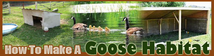 How To Make A Geese Habitat