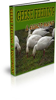 Raising African Geese At Home