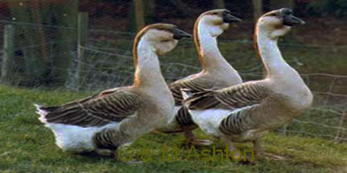 Raising African Geese Frequently Asked Questions
