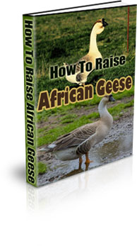 The How To Raise African Geese eBook