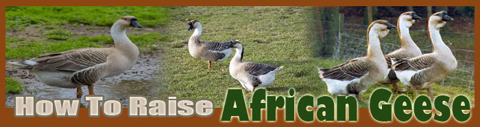 How To Raise African Geese