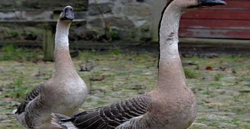 Raising Chinese Geese Frequently Asked Questions