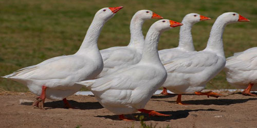 Raising Embden Geese Frequently Asked Questions
