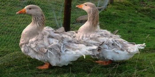 Raising Sebastopol Geese Frequently Asked Questions