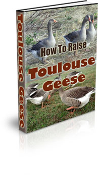 The How To Raise Toulouse Geese eBook