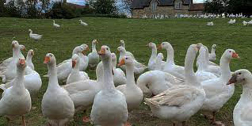 Small Scale Geese Farming Frequently Asked Questions