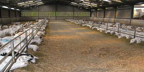 Boer Goat Farming Self Sufficiency Frequently Asked Questions
