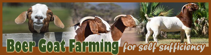 Boer Goat Farming For Self Sufficiency